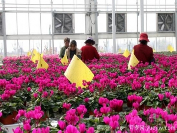 扬州高邮：每天发货30万株，花工厂绽放乡村振兴致富花