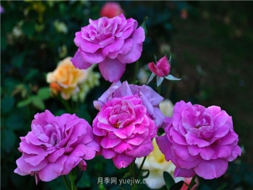 南昌滨江月季园，带你去看天下风流的江西月季花