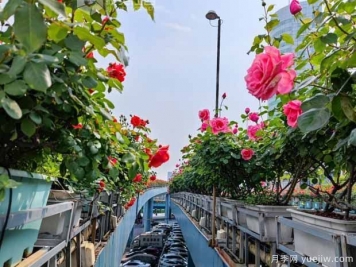1.2万株月季盛开，南昌八一桥景观花廊拥抱春景
