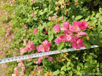 安吉拉月季盆栽苗，60厘米高基地发货