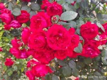 6款红色系的藤本月季品种，适合打造网红花墙