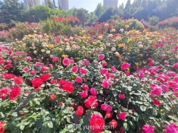 郑州月季公园40万株月季竞相绽放，感受花漾生活