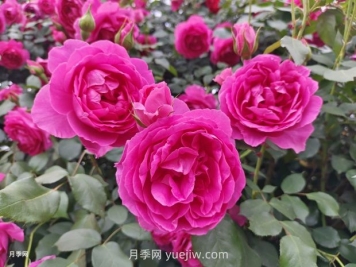 中国十大花卉缘何未纳玫瑰花？