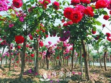 新品“月季树”为北京市花添色彩，居然引种自南阳内乡