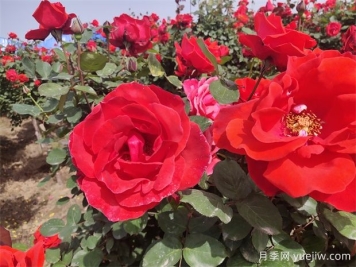 月季、玫瑰、蔷薇分别是什么？如何区别？