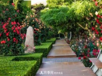 秦皇岛适合养月季花，市花和市树是什么