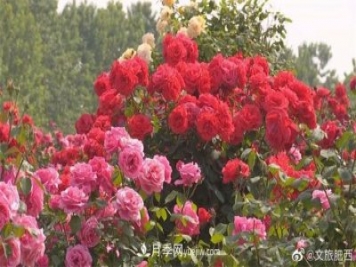 肥西县三河镇百亩树状月季园：花开正艳，产业增收